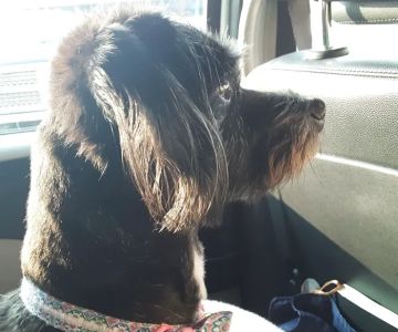 Banfield Pet Hospital