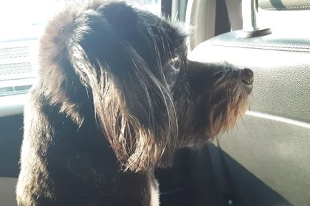 Banfield Pet Hospital