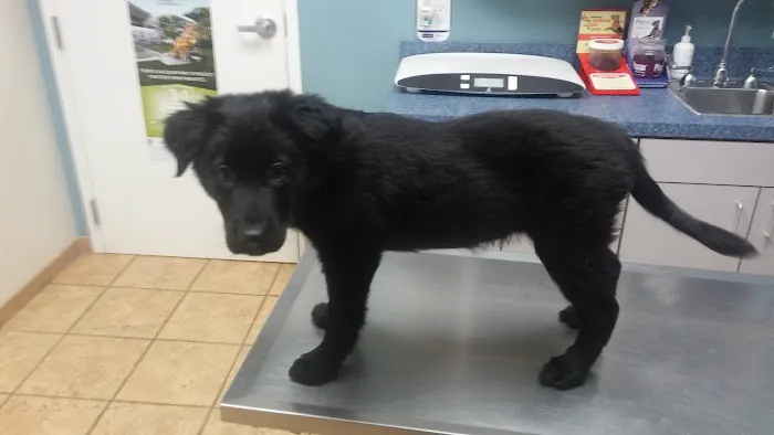 O'Connor Road Animal Hospital 12