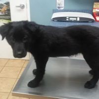 O'Connor Road Animal Hospital ico