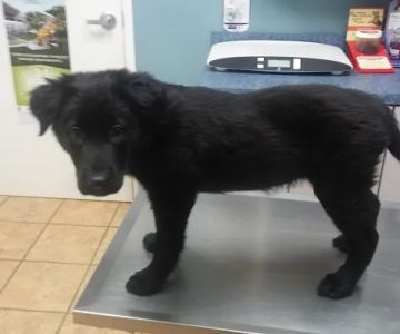 O'Connor Road Animal Hospital