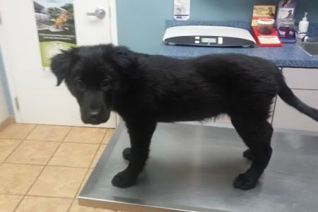 O'Connor Road Animal Hospital