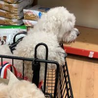 Petco ico