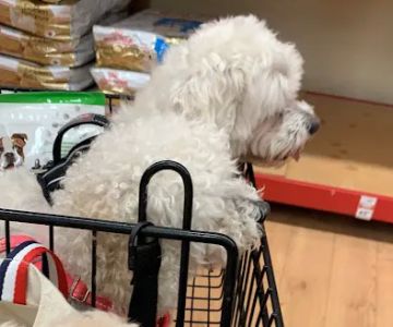 Petco