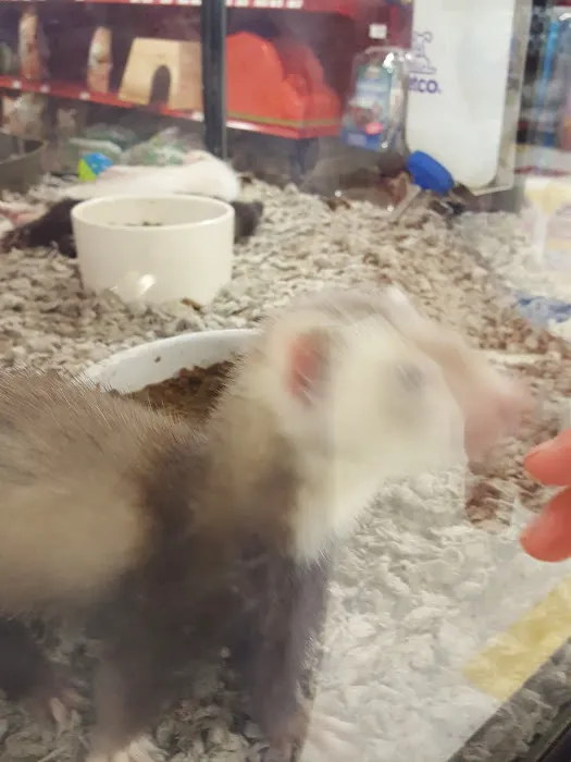 Petco 12
