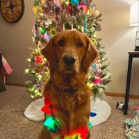 Bark On Mulford ico