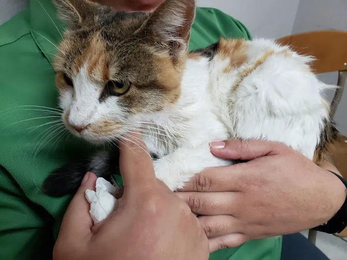 Rigsby Veterinary Clinic 12