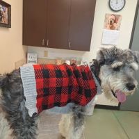China Grove Veterinary Clinic ico