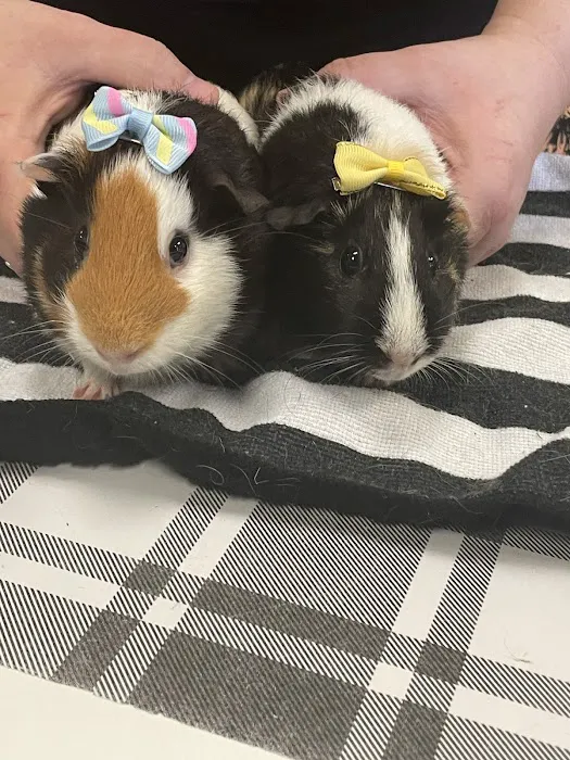 Norm's Piggy Pen 12