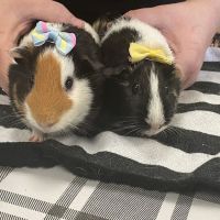 Norm's Piggy Pen ico