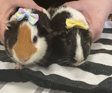 Norm's Piggy Pen