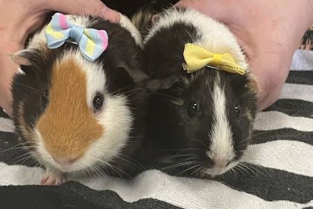 Norm's Piggy Pen