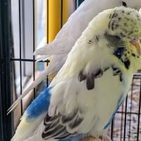 Clutch Hutch ico
