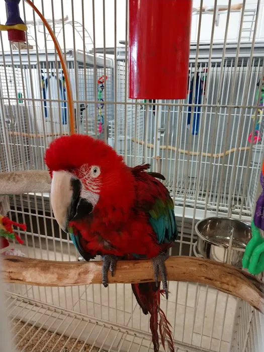House of Birds 12