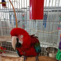 House of Birds ico