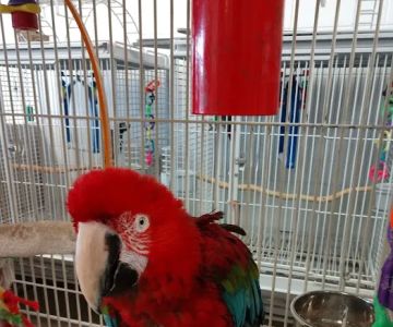 House of Birds