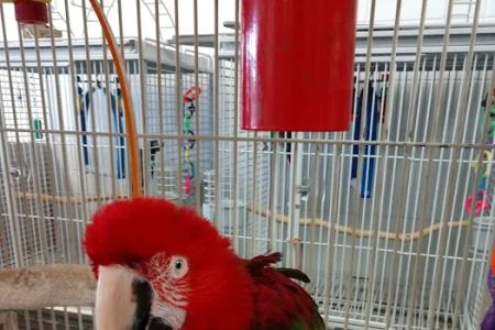 House of Birds