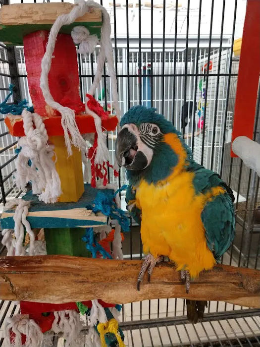 House of Birds 12