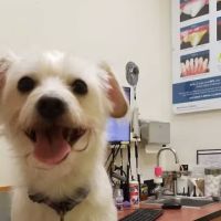 Banfield Pet Hospital ico