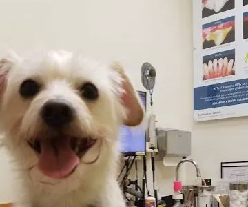 Banfield Pet Hospital