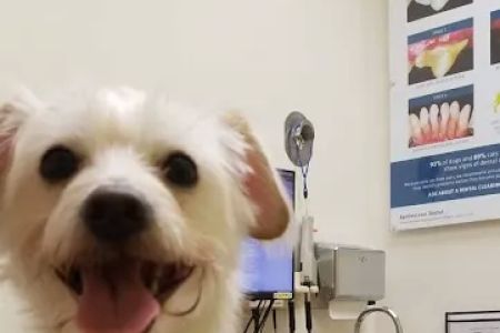 Banfield Pet Hospital
