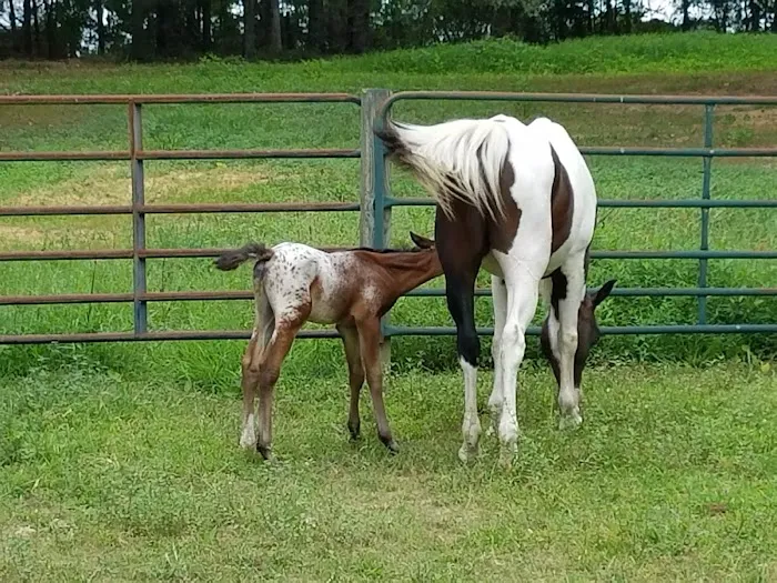 Sand Mountain Small Animal Equine Hospital 5