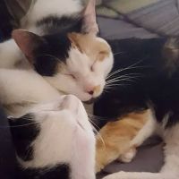 McCrory Animal Clinic ico