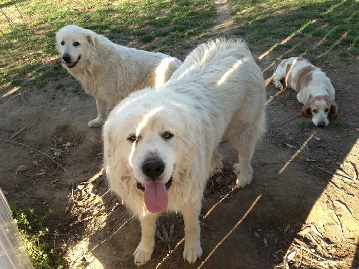 McCrory Animal Clinic 12