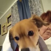 cs veterinary services horton al ico