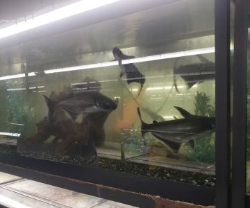 Reptile Emporium & Aquatic Center