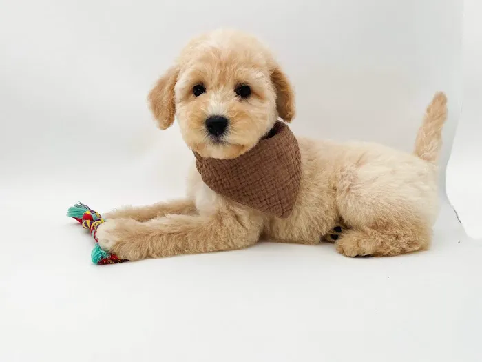 Lake Guntersville Veterinary Services 12