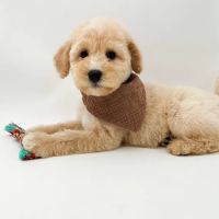 Lake Guntersville Veterinary Services ico