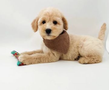 Lake Guntersville Veterinary Services