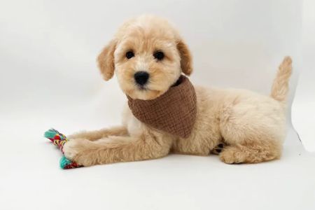 Lake Guntersville Veterinary Services