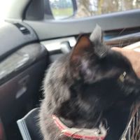 Spring Creek Animal Clinic ico