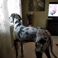 Guntersville Animal Hospital & Surgery Center ico