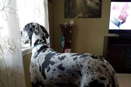Guntersville Animal Hospital & Surgery Center