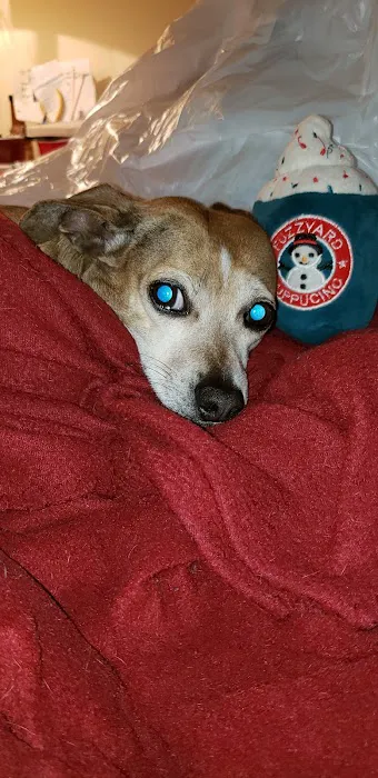 Guntersville Animal Hospital & Surgery Center 12