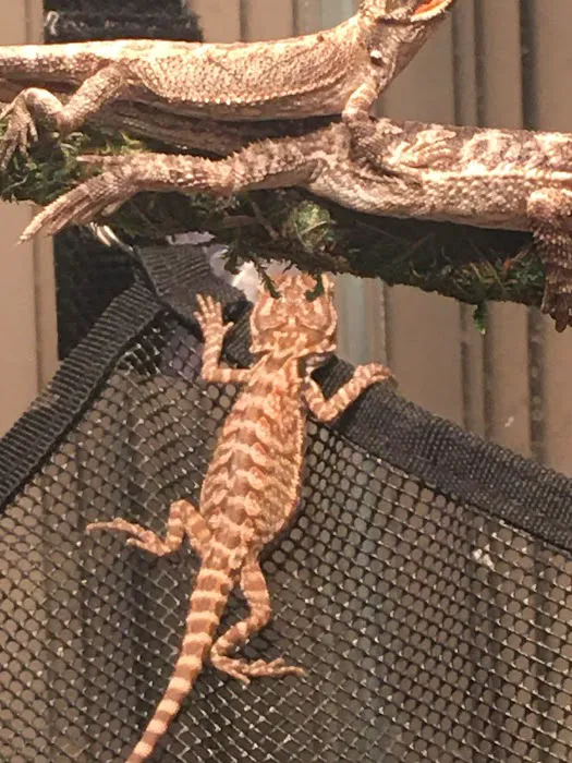 Buggzy’s Beardies 12