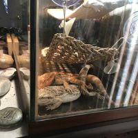 Buggzy’s Beardies ico