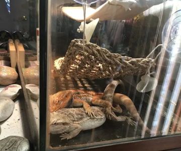 Buggzyu2019s Beardies