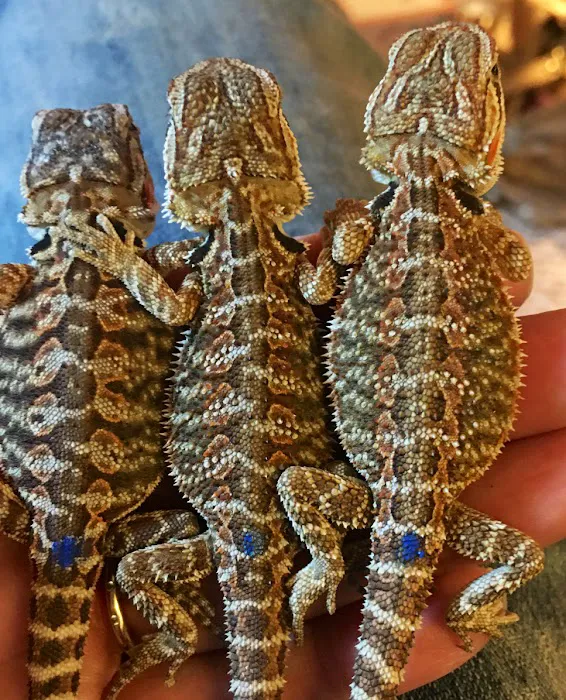 Buggzy’s Beardies 12