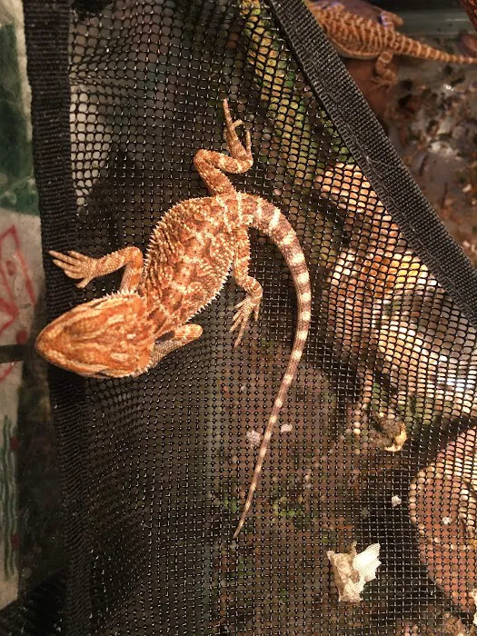 Buggzy’s Beardies 12