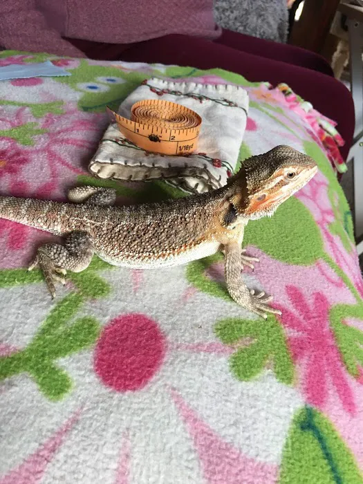 Buggzy’s Beardies 12