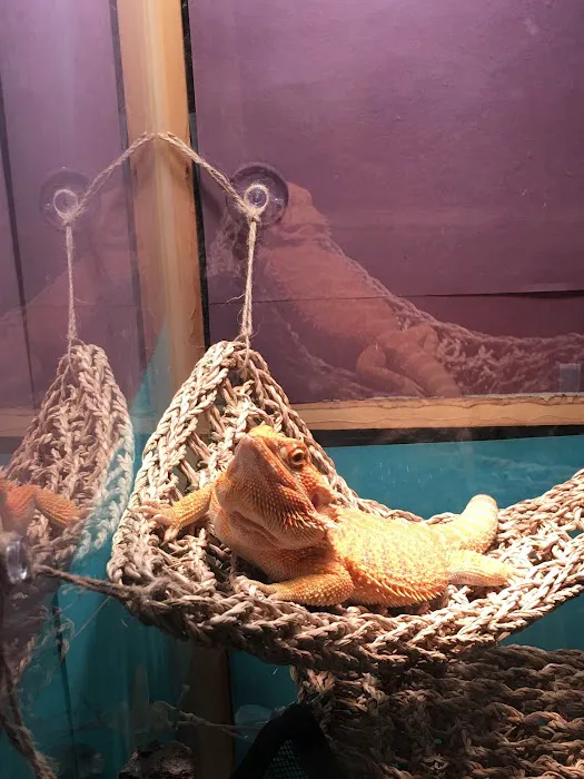 Buggzy’s Beardies 12