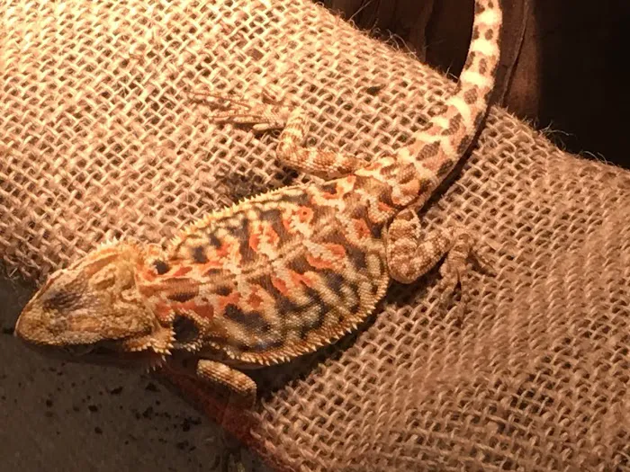 Buggzy’s Beardies 12