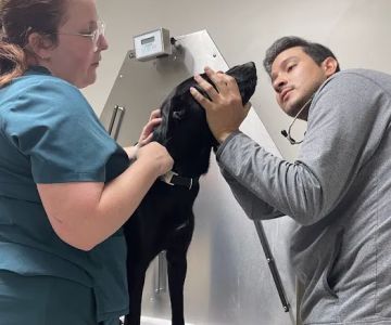 Branchville Animal Hospital: Bean R A DVM