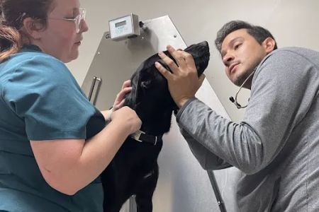 Branchville Animal Hospital: Bean R A DVM