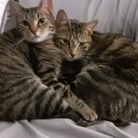 Branchville Animal Hospital ico