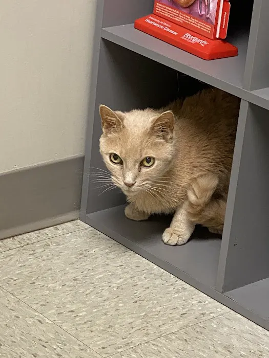 Branchville Animal Hospital 12
